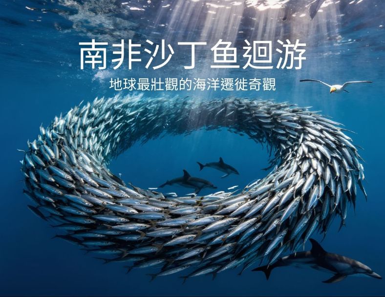 此生必潛！地球最壯觀的海洋遷徙~南非沙丁魚洄遊 1