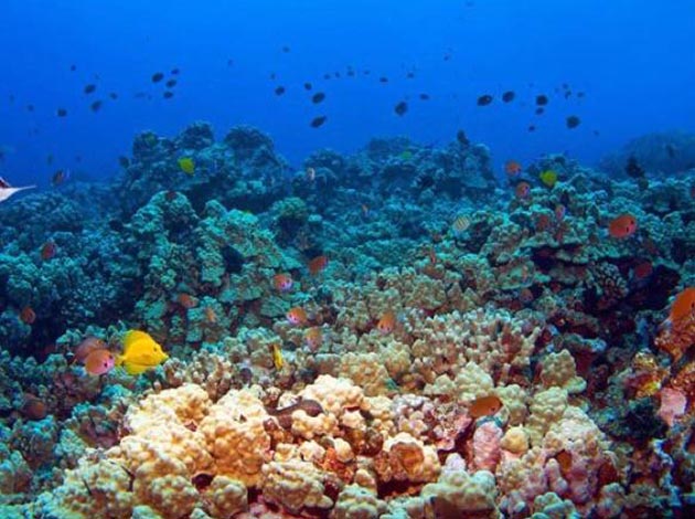 【印尼藍夢島】潛水+峇里島浪漫自由行7日 2