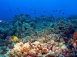 【印尼藍夢島】潛水+峇里島浪漫自由行7日