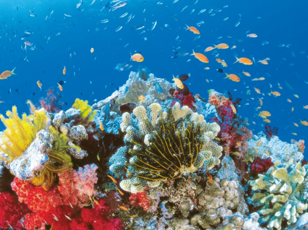 【澳洲凱恩斯大堡礁】Great Barrier Reef大堡礁豪華船宿船潛｜自由行8日,船宿3天(不含機票) 5