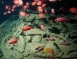 埃及紅海沙姆沙伊赫潛水5日（潛水4天，住宿度假村4晚~非船宿）