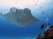 【南非探秘】~德班沙丁魚大遷徙+坦尚尼亞內陸safari狩獵之旅