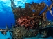【馬里亞納塞班島】藍洞,沉船,珊瑚礁｜自由行6日-水肺潛水(兩人成行不含機票)
