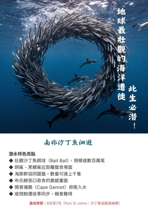 此生必潛！地球最壯觀的海洋遷徙~南非沙丁魚洄遊