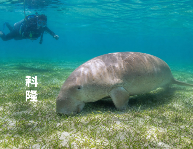 自潛首選~【菲律賓科隆島】Coron限量快搶!超值優惠,（FREE DIVING)要去科隆真的好簡單｜自由行6日