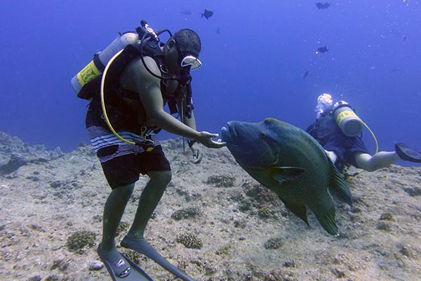 【帛琉Palau】潛水潛剛好(6支),住的剛剛好!看鯊魚城,蝠魟,蘇眉魚｜自由行4日