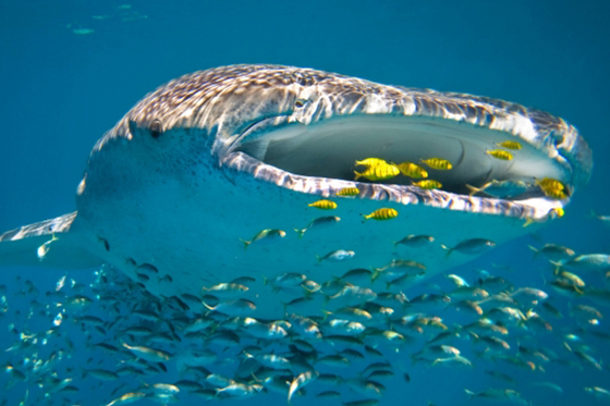 【澳洲寧格魯堡礁】Ningaloo reef準備入境鯨鯊的國度,感受巨人的浩瀚吧｜自由行7日(不含機票)