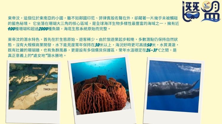 2027東帝汶潛水觀鯨8日