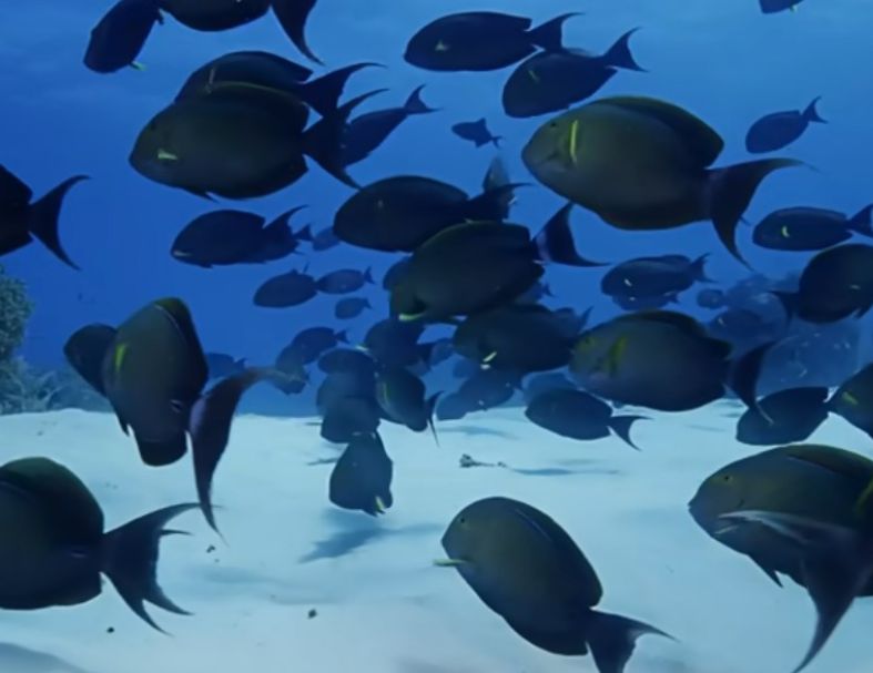 2027菲律賓圖巴塔哈船宿潛水7日 6